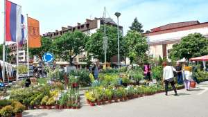 Festival cveća u centru grada ovog vikenda - Hit Radio Pozarevac, Branicevski okrug